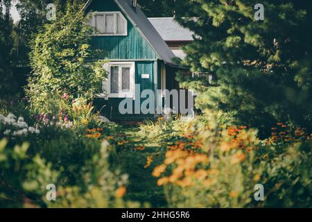 Ein Sommergarten für Gemüse, Obst und Beeren, überwuchert mit Blumen und Pflanzen, mit einem selektiven Fokus auf einem Teal hölzernen Datscha Hütte umgeben Stockfoto