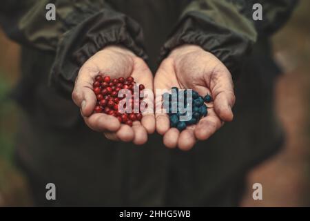 Selektiver Fokus auf die gekräuselten Hände eines Bauern mit kleinen Heilfrüchten. Ein älterer kaukasischer Mann bot zwei Handvoll frisches Obst über die an Stockfoto