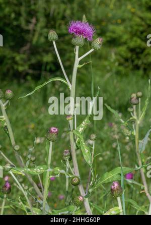 Melantmütige Distel, Cirsium heterophyllum, blühend im feuchten Grasland. Stockfoto
