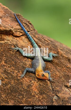 Red-headed Rock Agama - Agama Agama, wunderschöne farbige Eidechse aus afrikanischen Gärten und Wäldern, Tsavo East, Kenia. Stockfoto