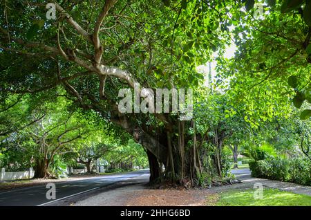 Wildes Holz, tropische Textur, gereift in Miami Stockfoto