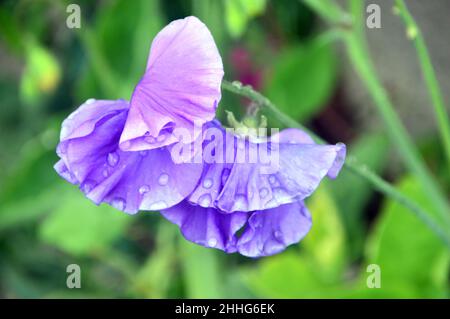 Lavendel/Blaue süße Erbse 'Unser Harry' (Lathyrus odoratus) wird im Gemüsegarten von RHS Garden Harlow Carr, Harrogate, Yorkshire, England, Großbritannien angebaut. Stockfoto