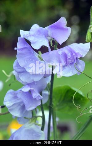 Lavendel/Blaue süße Erbse 'Unser Harry' (Lathyrus odoratus) wird im Gemüsegarten von RHS Garden Harlow Carr, Harrogate, Yorkshire, England, Großbritannien angebaut. Stockfoto