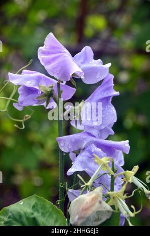 Lavendel/Blaue süße Erbse 'Unser Harry' (Lathyrus odoratus) wird im Gemüsegarten von RHS Garden Harlow Carr, Harrogate, Yorkshire, England, Großbritannien angebaut. Stockfoto