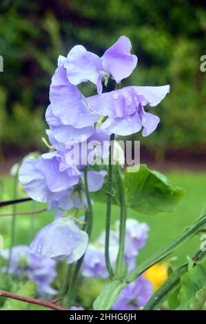 Lavendel/Blaue süße Erbse 'Unser Harry' (Lathyrus odoratus) wird im Gemüsegarten von RHS Garden Harlow Carr, Harrogate, Yorkshire, England, Großbritannien angebaut. Stockfoto