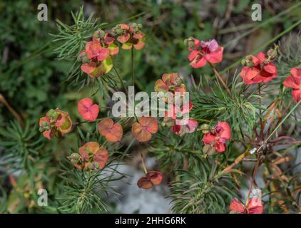 Zypressenspurge, Eforbia cyparissia in der Frucht, mit Braten, die rot werden. Schweizer Alpen. Stockfoto