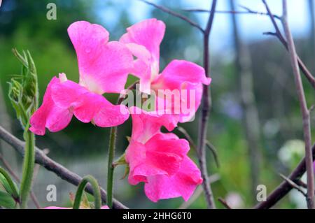 Rosa/Weiß Süße Erbse (Lathyrus odoratus) Blumen, die im Gemüsegarten von RHS Garden Harlow Carr, Harrogate, Yorkshire, England, Großbritannien angebaut werden. Stockfoto