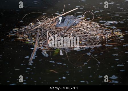 Eurasischer Ruß (Fulica atra) weiblicher Wasservögel im Nest im See. Stockfoto