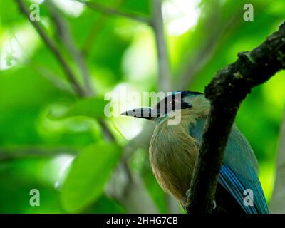 Nahaufnahme Porträt des blau-gekrönten Motmot (Momotus momota) im Baum Vilcabamba, Ecuador. Stockfoto
