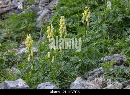 Wolfsbane, Aconitum vulparia, blühend in den Schweizer Alpen. Stockfoto