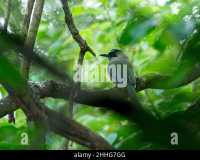 Nahaufnahme des blau-gekrönten Motmot (Momotus momota), der aus der Ferne in Vilcabamba, Ecuador, in einem Baum thront. Stockfoto