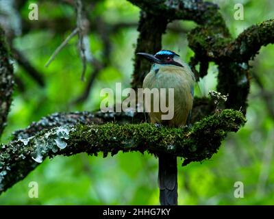 Nahaufnahme des blau-gekrönten Motmot (Momotus momota), der in einem Baum mit Schwanzfedern in Vilcabamba, Ecuador, thront. Stockfoto