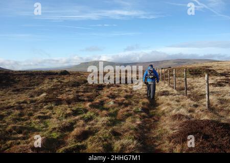 Einsitziger Mann, der am Drahtzaun nach Pen-y-ghent (1 der Yorkshire 3 Peaks) in der Nähe des Darnbrook Fell in Silverdale, Yorkshire Dales, Großbritannien, läuft. Stockfoto