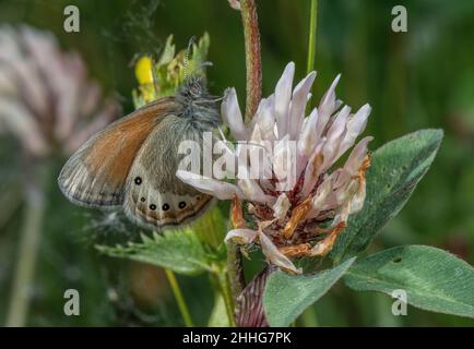 Alpine Heath, Coenonympha gardetta auf Kleeblatt, auf der Alm, Schweizer Alpen. Stockfoto