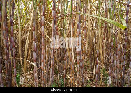 Zuckerrohr, das als Rohstoff für die Zuckerherstellung verwendet wird, gedeiht in den Tropen. Stockfoto