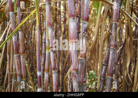 Zuckerrohr, das als Rohstoff für die Zuckerherstellung verwendet wird, gedeiht in den Tropen. Stockfoto