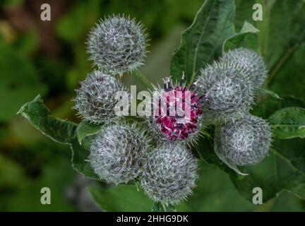 Flauschige Klette, Arctium tomentosum kommt gerade in Blüte, Schweizer Alpen. Stockfoto