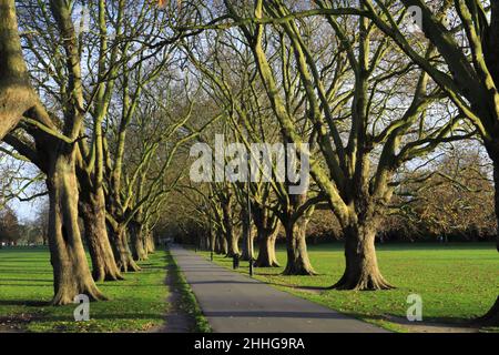 Die Baumallee entlang der Victoria Avenue auf Jesus Green, Cambridge City, Cambridgeshire, England, Großbritannien Stockfoto