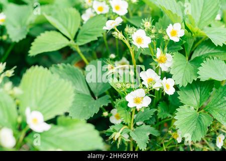 Weiße, blühende Erdbeerblüten mit grünen Blättern werden vom Sonnenlicht auf dem Bett im Garten erleuchtet. Bio, Vitamine, gesunde Ernährung, Landwirtschaft, Garde Stockfoto