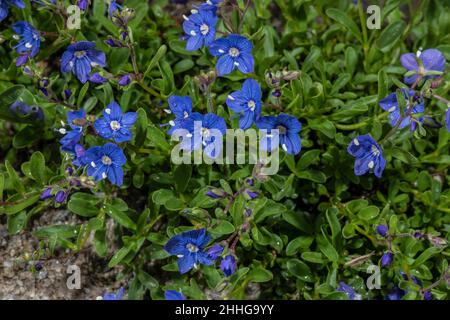 Rock Speedwell, Veronica fruticans, blühend auf saurem Gestein, Schweizer Alpen. Stockfoto