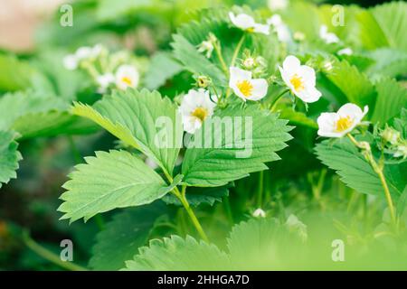 Weiße, blühende Erdbeerblüten mit grünen Blättern werden vom Sonnenlicht auf dem Bett im Garten erleuchtet. Bio, Vitamine, gesunde Ernährung, Landwirtschaft, Gardeni Stockfoto