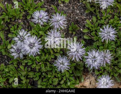 Verfilzte Globularia, Globularia cordifolia, in Blüte. Alpen. Stockfoto