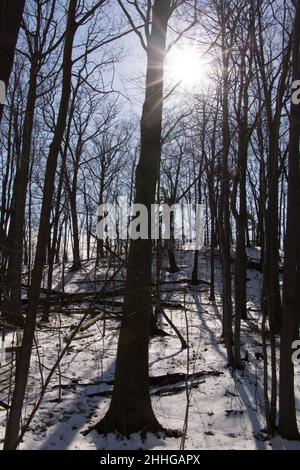 Sonne scheint durch die Bäume im Rattray Marsh Conservation Area Stockfoto