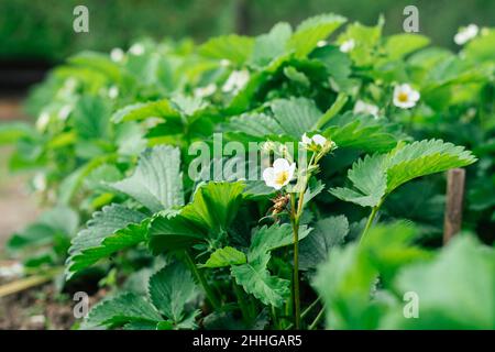 Weiße, blühende Erdbeerblüten mit grünen Blättern wachsen am sonnigen Sommertag im Garten. Bio, Bauernhof, Vitamine, gesunde Ernährung, Landwirtschaft, Gar Stockfoto