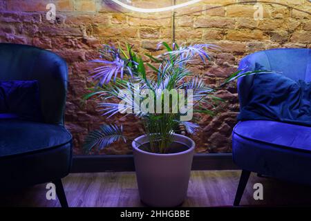 Stilvolle Einrichtung im Loft-Stil mit zwei Sesseln, grüner Topfpalme und Neonlicht Stockfoto