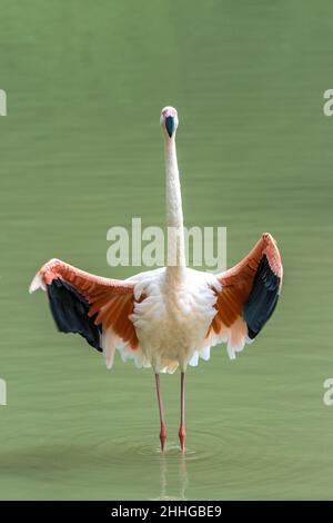 Flamingo chilenisch - Phoenicopterus chilensis, stehend in einem grünen Teich Stockfoto