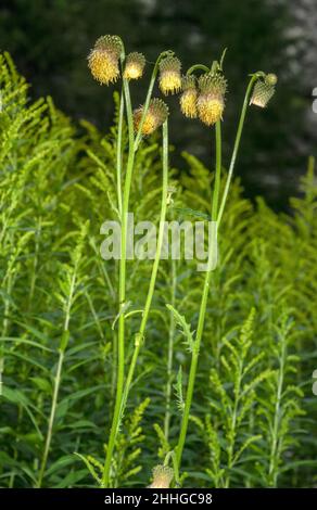 Gelber melanterischer Thistle, Cirsium erisithales, blühend, Schweizer Alpen. Stockfoto