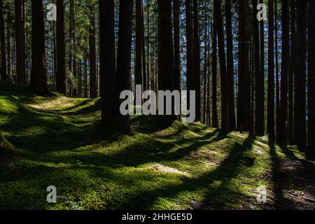 Grüner, moosbedeckter Waldboden in der Sonne sieht aus wie ein Teppich Stockfoto