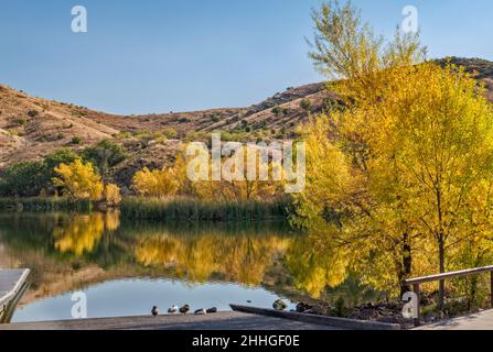Pena Blanca See, Weidenbäume im Herbst, Atascosa Mountains, Coronado National Forest, Arizona, USA Stockfoto
