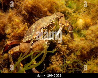 Eine Krabbe zwischen Algen und Steinen. Bild aus dem Sound, zwischen Schweden und Dänemark Stockfoto