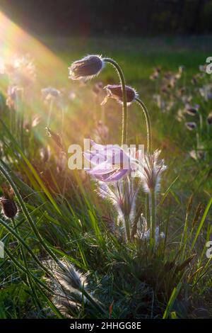 Frühling bunte Blume auf der Wiese großblütige Singvögel - Pulsatilla grandis. Das Foto hat ein schönes Bokeh. Stockfoto