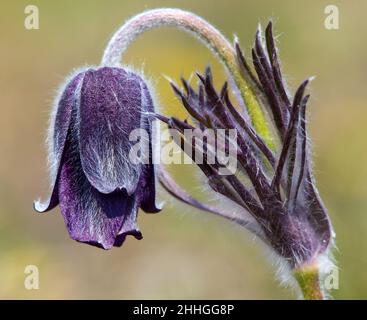 Passqueflower. Schöne Blume von kleinen Pasquenblüten oder Pasquenblüten auf blühender Wiese in lateinischem Pulsatilla pratensis Stockfoto