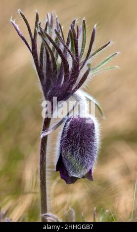 Passqueflower. Schöne Blume von kleinen Pasquenblüten oder Pasquenblüten auf blühender Wiese in lateinischem Pulsatilla pratensis Stockfoto