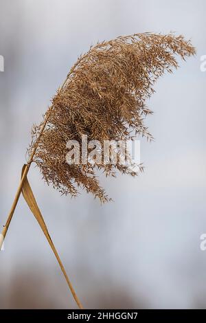 Ein Haufen blühendes Gras auf einem Messer. Der Hintergrund ist ein wolkig Himmel. Stockfoto