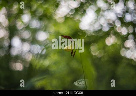 Orchid Cypripedium calceolus - Slipper Slipper schöne gelbe Blume auf grünem Hintergrund mit schönem Bokeh Stockfoto