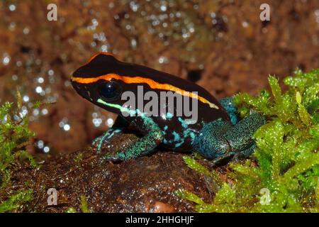 Gestreifter Blattsteiger, Gestreifter Pfeilgiftfrosch, Golflodulcean-Giftfrosch, Phyllobates vittatus, Dendrobatidae Stockfoto