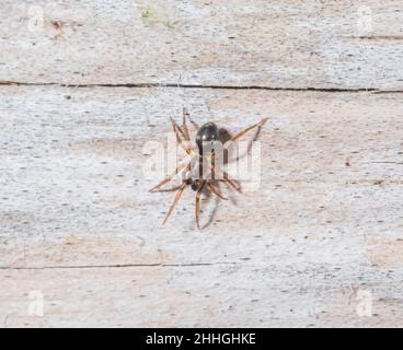 Ameisenspinne sub adulter Männchen (Phrurolithus festivus), Phrurolithidae. Sussex, Großbritannien Stockfoto