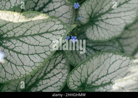 Wunderschöne Wegerich-Lilien von wunderbaren bunten Mustern von cremig-weiß bis dunkelgrün wachsen mit winzigen blauen Blüten im Garten. Natur, Botanik, Horticul Stockfoto