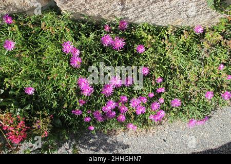 Blühende Wildblumen in saint-cado in der bretagne in frankreich Stockfoto
