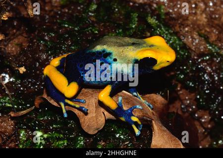 Färberfrosch, färbender Dartfrosch, dendrobates tinctorius tumucumaque, Dendrobatidae Stockfoto