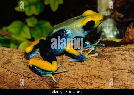Färberfrosch, färbender Dartfrosch, dendrobates tinctorius tumucumaque, Dendrobatidae Stockfoto