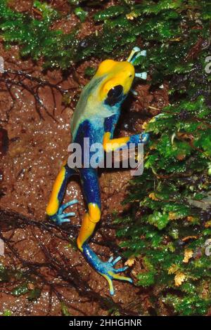 Färberfrosch, färbender Dartfrosch, dendrobates tinctorius tumucumaque, Dendrobatidae Stockfoto