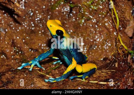 Färberfrosch, färbender Dartfrosch, dendrobates tinctorius tumucumaque, Dendrobatidae Stockfoto