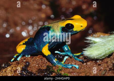 Färberfrosch, färbender Dartfrosch, dendrobates tinctorius tumucumaque, Dendrobatidae Stockfoto