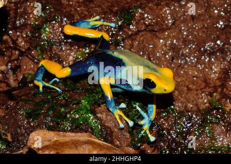 Färberfrosch, färbender Dartfrosch, dendrobates tinctorius tumucumaque, Dendrobatidae Stockfoto