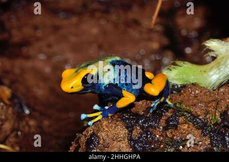 Färberfrosch, färbender Dartfrosch, dendrobates tinctorius tumucumaque, Dendrobatidae Stockfoto